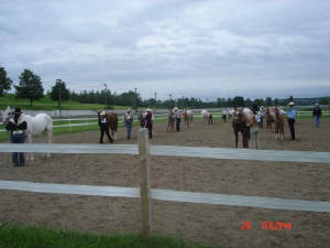 woodstock2006halter.jpg