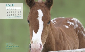 appaloosa-front06.jpg